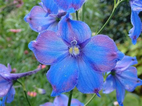 flores azules - flores comestibles
